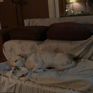 Meet your Posher, Dominick